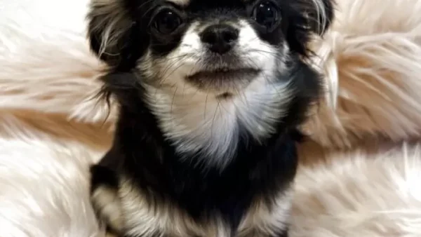 お顔の派手な垂れ耳女の子♡